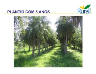 Apresentação - Macaúba como fonte alternativa