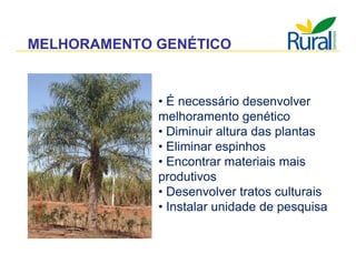 Apresentação - Macaúba como fonte alternativa