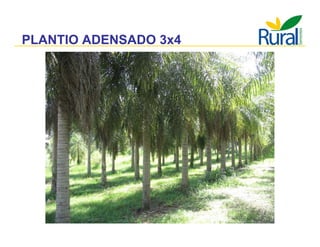 Apresentação - Macaúba como fonte alternativa