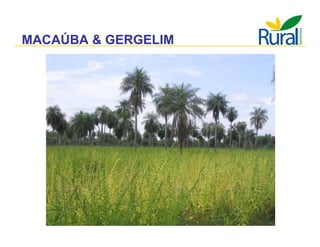 Apresentação - Macaúba como fonte alternativa