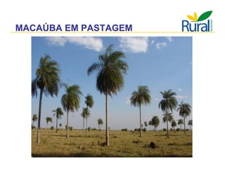 Apresentação - Macaúba como fonte alternativa
