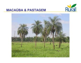 Apresentação - Macaúba como fonte alternativa