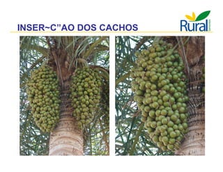 Apresentação - Macaúba como fonte alternativa