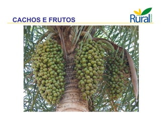 Apresentação - Macaúba como fonte alternativa