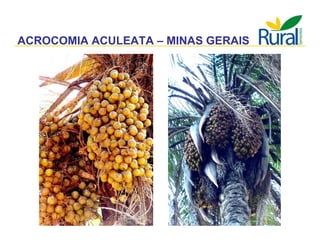 Apresentação - Macaúba como fonte alternativa