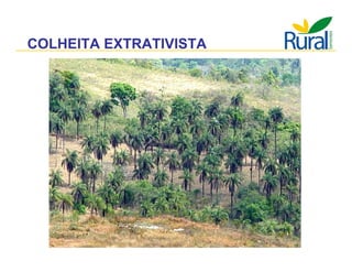 Apresentação - Macaúba como fonte alternativa