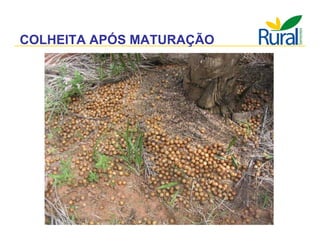 Apresentação - Macaúba como fonte alternativa