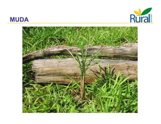 Apresentação - Macaúba como fonte alternativa