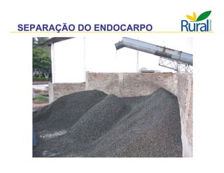 Apresentação - Macaúba como fonte alternativa