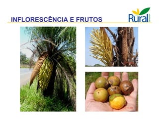 Apresentação - Macaúba como fonte alternativa