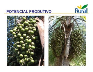 Apresentação - Macaúba como fonte alternativa