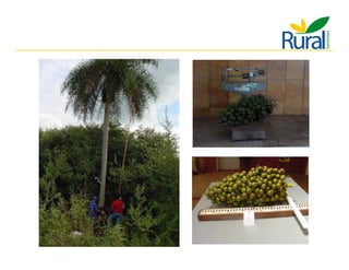 Apresentação - Macaúba como fonte alternativa