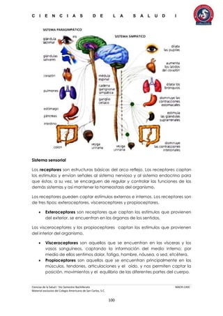 C I E N C I A S D E L A S A L U D I
Ciencias de la Salud I 5to Semestre Bachillerato MACR-CASC
Material exclusivo del Colegio Americano de San Carlos, S.C.
100
Sistema sensorial
Los receptores son estructuras básicas del arco reflejo. Los receptores captan
los estímulos y envían señales al sistema nervioso y al sistema endocrino para
que éstos, a su vez, se encarguen de regular y controlar las funciones de los
demás sistemas y así mantener la homeostasis del organismo.
Los receptores pueden captar estímulos externos e internos. Los receptores son
de tres tipos: exteroceptores, visceroceptores y propioceptores.
 Exteroceptores son receptores que captan los estímulos que provienen
del exterior, se encuentran en los órganos de los sentidos.
Los visceroceptores y los propioceptores captan los estímulos que provienen
del interior del organismo.
 Visceroceptores son aquellos que se encuentran en las vísceras y los
vasos sanguíneos, captando la información del medio interno; por
medio de ellos sentimos dolor, fatiga, hambre, náusea, o sed, etcétera.
 Propioceptores son aquellos que se encuentran principalmente en los
músculos, tendones, articulaciones y el oído, y nos permiten captar la
posición, movimientos y el equilibrio de las diferentes partes del cuerpo.
 
