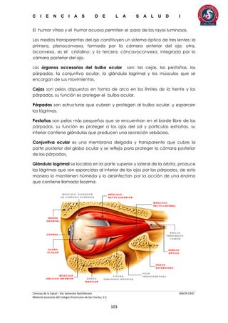 C I E N C I A S D E L A S A L U D I
Ciencias de la Salud I 5to Semestre Bachillerato MACR-CASC
Material exclusivo del Colegio Americano de San Carlos, S.C.
103
El humor vítreo y el humor acuoso permiten el paso de los rayos luminosos.
Los medios transparentes del ojo constituyen un sistema óptico de tres lentes: la
primera, planoconvexa, formada por la cámara anterior del ojo; otra,
biconvexa, es el cristalino; y la tercera, cóncavoconvexa, integrada por la
cámara posterior del ojo.
Los órganos accesorios del bulbo ocular son: las cejas, las pestañas, los
párpados, la conjuntiva ocular, la glándula lagrimal y los músculos que se
encargan de sus movimientos.
Cejas son pelos dispuestos en forma de arco en los límites de la frente y los
párpados, su función es proteger el bulbo ocular.
Párpados son estructuras que cubren y protegen al bulbo ocular, y esparcen
las lágrimas.
Pestañas son pelos más pequeños que se encuentran en el borde libre de los
párpados, su función es proteger a los ojos del sol y partículas extrañas, su
interior contiene glándulas que producen una secreción sebácea.
Conjuntiva ocular es una membrana delgada y transparente que cubre la
parte posterior del globo ocular y se refleja para proteger la cámara posterior
de los párpados.
Glándula lagrimal se localiza en la parte superior y lateral de la órbita, produce
las lágrimas que son esparcidas al interior de los ojos por los párpados, de esta
manera lo mantienen húmedo y lo desinfectan por la acción de una enzima
que contiene llamada lisozima.
 