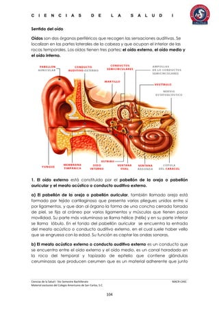 C I E N C I A S D E L A S A L U D I
Ciencias de la Salud I 5to Semestre Bachillerato MACR-CASC
Material exclusivo del Colegio Americano de San Carlos, S.C.
104
Sentido del oído
Oídos son dos órganos periféricos que recogen las sensaciones auditivas. Se
localizan en las partes laterales de la cabeza y que ocupan el interior de las
rocas temporales. Los oídos tienen tres partes: el oído externo, el oído medio y
el oído interno.
1. El oído externo está constituido por el pabellón de la oreja o pabellón
auricular y el meato acústico o conducto auditivo externo.
a) El pabellón de la oreja o pabellón auricular, también llamado oreja está
formado por tejido cartilaginoso que presenta varios pliegues unidos entre sí
por ligamentos, y que dan al órgano la forma de una concha cerrada forrada
de piel, se fija al cráneo por varios ligamentos y músculos que tienen poca
movilidad. Su parte más voluminosa se llama hélice (hélix) y en su parte inferior
se llama lóbulo. En el fondo del pabellón auricular se encuentra la entrada
del meato acústico o conducto auditivo externo, en el cual suele haber vello
que se engruesa con la edad. Su función es captar las ondas sonoras.
b) El meato acústico externo o conducto auditivo externo es un conducto que
se encuentra entre el oído externo y el oído medio, es un canal horadado en
la roca del temporal y tapizado de epitelio que contiene glándulas
ceruminosas que producen cerumen que es un material adherente que junto
 