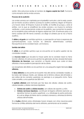 C I E N C I A S D E L A S A L U D I
Ciencias de la Salud I 5to Semestre Bachillerato MACR-CASC
Material exclusivo del Colegio Americano de San Carlos, S.C.
107
sostén. Esta estructura recibe el nombre de órgano espiral de Corti. Funciona
como receptor de las ondas sonoras.
Proceso de la audición
Las ondas sonoras son captadas por el pabellón auricular o de la oreja, pasan
por el meato acústico externo (conducto auditivo externo), llegan al tímpano
y lo hacen vibrar. El tímpano mueve al martillo, el martillo al yunque, y este al
estribo, con lo que se amplifican las ondas sonoras y se mueve la ventana
vestibular u oval, produciendo ondas en la perilinfa, que aumentan la presión
en la endolinfa para estimular el órgano espiral de Corti. El estímulo pasa a la
rama coclear del VIII nervio craneal y se dirige al cerebro por la vía o tracto
auditivo.
El olfato y el gusto son sentidos químicos, su percepción se hace a expensas de
quimiorreceptores cuya función es detectar determinados cambios
fisicoquímicos en la cavidad nasal y en la boca.
Sentido del olfato
El olfato es el sentido químico que se encuentra en la parte superior de las
cavidades nasales.
La mucosa nasal que recubre la mayor parte de la cavidad nasal no tiene
función olfatoria. En esta se encuentran las glándulas de tipo alveolar llamadas
Glándulas de Bowman, que secretan un líquido seroso que cubre el área
olfatoria y hace posible la percepción de los olores.
Los receptores del olfato se encuentran en una pequeña región llamada área
olfatoria.
El área olfatoria se encuentra en la parte más alta de las cavidades nasales, a
los lados del tabique medio, por debajo de la lámina cribosa del etmoides y
por arriba de los cornetes superiores; se asemeja a un pequeño nicho. Tiene
color amarillo y una superficie de 500 mm2.
El epitelio olfatorio está formado por tres tipos de células: células de sostén,
células basales y células nerviosas bipolares.
 Células de sostén y células basales, son células de soporte y unión.
 Células nerviosas bipolares, constituyen el órgano olfatorio esencial, sus
dendritas forman la parte superficial, y su cilindroeje la parte profunda;
el cual se dirige al interior de la cavidad craneana y atraviesa la lámina
cribosa del etmoides.
En el bulbo olfatorio estos cilindroejes hacen sinapsis con otras neuronas para
formar las cintillas olfatorias del nervio olfatorio, penetrando así al cerebro.
 