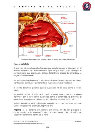 C I E N C I A S D E L A S A L U D I
Ciencias de la Salud I 5to Semestre Bachillerato MACR-CASC
Material exclusivo del Colegio Americano de San Carlos, S.C.
108
Proceso del olfato
El aire trae consigo las partículas gaseosas odoríferas que se disuelven en el
moco y estimulan las células nerviosas bipolares (olfatorias). Aquí se origina el
nervio olfatorio que atraviesa los orificios de la lámina cribosa del etmoides y se
dirigen hacia el cerebro.
Las sustancias que tienen un punto de ebullición más bajo desprenden mayor
cantidad de partículas y por lo tanto se huelen con mayor facilidad.
El sentido del olfato percibe algunas sustancias (té de anís) como si fueran
sabor.
La sensibilidad no olfatoria de la cavidad nasal está dada por el nervio
trigémino; por lo que ciertas sustancias como el amoniaco, la pimienta, el
mentol, etc. causan sensaciones nasales ardientes, irritantes, de frío, etc.
La irritación de las terminaciones del trigémino en la mucosa nasal produce
fuertes reflejos como estornudo, lagrimeo, etc.
Anosmia es la pérdida del sentido del olfato. Puede ser pasajera a
consecuencia de la inflamación de la mucosa nasal o la aplicación de
cocaína o adrenalina dentro de la nariz.
 