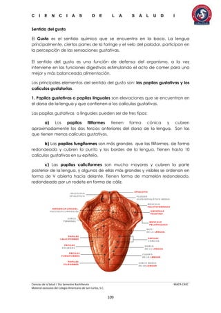C I E N C I A S D E L A S A L U D I
Ciencias de la Salud I 5to Semestre Bachillerato MACR-CASC
Material exclusivo del Colegio Americano de San Carlos, S.C.
109
Sentido del gusto
El Gusto es el sentido químico que se encuentra en la boca. La lengua
principalmente, ciertas partes de la faringe y el velo del paladar, participan en
la percepción de las sensaciones gustativas.
El sentido del gusto es una función de defensa del organismo, a la vez
interviene en las funciones digestivas estimulando el acto de comer para una
mejor y más balanceada alimentación.
Los principales elementos del sentido del gusto son: las papilas gustativas y los
calículos gustatorios.
1. Papilas gustativas o papilas linguales son elevaciones que se encuentran en
el dorso de la lengua y que contienen a los calículos gustativos.
Las papilas gustativas o linguales pueden ser de tres tipos:
a) Las papilas filiformes tienen forma cónica y cubren
aproximadamente los dos tercios anteriores del dorso de la lengua. Son las
que tienen menos calículos gustativos.
b) Las papilas fungiformes son más grandes que las filiformes, de forma
redondeada y cubren la punta y los bordes de la lengua. Tienen hasta 10
calículos gustativos en su epitelio.
c) Las papilas caliciformes son mucho mayores y cubren la parte
posterior de la lengua, y algunas de ellas más grandes y visibles se ordenan en
forma de V abierta hacia delante. Tienen forma de mamelón redondeado,
redondeado por un rodete en forma de cáliz.
 