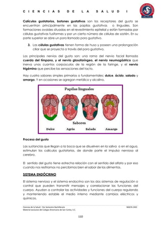 C I E N C I A S D E L A S A L U D I
Ciencias de la Salud I 5to Semestre Bachillerato MACR-CASC
Material exclusivo del Colegio Americano de San Carlos, S.C.
110
Calículos gustatorios, botones gustativos son los receptores del gusto se
encuentran principalmente en las papilas gustativas o linguales. Son
formaciones ovoides situadas en el revestimiento epitelial y están formadas por
células gustativas fusiformes y por un cierto número de células de sostén. En su
parte superior se abre un poro llamado poro gustativo.
3. Las células gustativas tienen forma de huso y poseen una prolongación
ciliar que se proyecta a través del poro gustativo.
Los principales nervios del gusto son: una rama del nervio facial llamada
cuerda del tímpano, y el nervio glosofaríngeo, el nervio neumogástrico que
inerva unos cuantos corpúsculos de la región de la faringe, y el nervio
trigémino que percibe las sensaciones del tacto.
Hay cuatro sabores simples primarios o fundamentales; dulce, ácido, salado y
amargo. Y en ocasiones se agregan metálico y alcalino.
Proceso del gusto
Las sustancias que llegan a la boca que se disuelven en la saliva o en el agua,
estimulan los calículos gustatorios, de donde parte el impulso nervioso al
cerebro.
El sentido del gusto tiene estrecha relación con el sentido del olfato y por eso
cuando nos resfriamos no percibimos bien el sabor de los alimentos.
SISTEMA ENDÓCRINO
El sistema nervioso y el sistema endocrino son los dos sistemas de regulación o
control que pueden transmitir mensajes y correlacionar las funciones del
cuerpo. Ayudan a controlar las actividades y funciones del cuerpo regulando
y manteniendo estable el medio interno mediante cambios eléctricos y
químicos.
 
