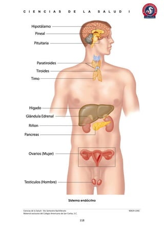 C I E N C I A S D E L A S A L U D I
Ciencias de la Salud I 5to Semestre Bachillerato MACR-CASC
Material exclusivo del Colegio Americano de San Carlos, S.C.
118
Sistema endócrino
 