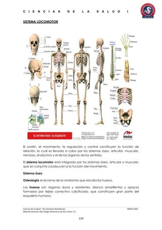 C I E N C I A S D E L A S A L U D I
Ciencias de la Salud I 5to Semestre Bachillerato MACR-CASC
Material exclusivo del Colegio Americano de San Carlos, S.C.
119
SISTEMA LOCOMOTOR
El sostén, el movimiento, la regulación y control constituyen la función de
relación, la cual es llevada a cabo por los sistemas óseo, articular, muscular,
nervioso, endocrino y el de los órganos de los sentidos.
El sistema locomotor está integrado por los sistemas óseo, articular y muscular,
que en conjunto coadyuvan a la función del movimiento.
Sistema óseo
Osteología es la rama de la anatomía que estudia los huesos.
Los huesos son órganos duros y resistentes, blanco amarillentos y opacos
formados por tejido conectivo calcificado, que constituyen gran parte del
esqueleto humano.
 