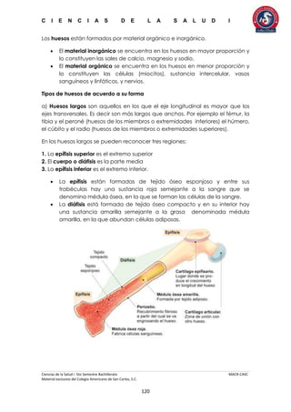 C I E N C I A S D E L A S A L U D I
Ciencias de la Salud I 5to Semestre Bachillerato MACR-CASC
Material exclusivo del Colegio Americano de San Carlos, S.C.
120
Los huesos están formados por material orgánico e inorgánico.
 El material inorgánico se encuentra en los huesos en mayor proporción y
lo constituyen las sales de calcio, magnesio y sodio.
 El material orgánico se encuentra en los huesos en menor proporción y
lo constituyen las células (miocitos), sustancia intercelular, vasos
sanguíneos y linfáticos, y nervios.
Tipos de huesos de acuerdo a su forma
a) Huesos largos son aquellos en los que el eje longitudinal es mayor que los
ejes transversales. Es decir son más largos que anchos. Por ejemplo el fémur, la
tibia y el peroné (huesos de los miembros o extremidades inferiores) el húmero,
el cúbito y el radio (huesos de los miembros o extremidades superiores).
En los huesos largos se pueden reconocer tres regiones:
1. La epífisis superior es el extremo superior
2. El cuerpo o diáfisis es la parte media
3. La epífisis inferior es el extremo inferior.
 La epífisis están formadas de tejido óseo esponjoso y entre sus
trabéculas hay una sustancia roja semejante a la sangre que se
denomina médula ósea, en la que se forman las células de la sangre.
 La diáfisis está formada de tejido óseo compacto y en su interior hay
una sustancia amarilla semejante a la grasa denominada médula
amarilla, en la que abundan células adiposas.
 