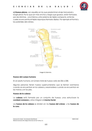 C I E N C I A S D E L A S A L U D I
Ciencias de la Salud I 5to Semestre Bachillerato MACR-CASC
Material exclusivo del Colegio Americano de San Carlos, S.C.
122
c) Huesos planos, son aquellos en los que predominan el eje transversal y
longitudinal. Por lo que son más anchos y largos que gruesos, están formados
por dos láminas, una interna y otra externa de tejido compacto, entre las
cueles se encuentra el tejido esponjoso llamado diploe. Por ejemplo el frontal y
los parietales del cráneo.
Huesos del cuerpo humano
En el adulto humano, el número total de huesos varía de 206 a 208.
Algunas personas tienen huesos supernumerarios que se llaman wormianos
cuando se encuentran en la cabeza y sesamoideos cuando se encuentran en
las manos y en los pies.
Huesos de la cabeza
La cabeza está formada por un conjunto de huesos: unos estructuran la
cavidad craneana y otros integran el macizo facial.
Los huesos de la cabeza se dividen en: los huesos del cráneo y los huesos de
la cara.
 
