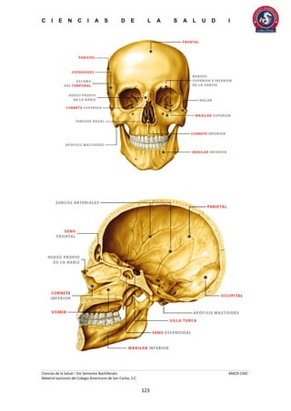 C I E N C I A S D E L A S A L U D I
Ciencias de la Salud I 5to Semestre Bachillerato MACR-CASC
Material exclusivo del Colegio Americano de San Carlos, S.C.
123
 