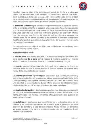 C I E N C I A S D E L A S A L U D I
Ciencias de la Salud I 5to Semestre Bachillerato MACR-CASC
Material exclusivo del Colegio Americano de San Carlos, S.C.
125
cavidad nasal, se aloja entre la incisura etmoidal del frontal y se aloja por
detrás con el esfenoides. Está formado por una lámina vertical que forma
parte del tabique de la nariz y una poción horizontal llamada lámina cribosa
tiene muchos orificios por donde pasan raíces del nervio olfatorio. Abajo y a los
lados de la lámina cribosa tiene dos masas laterales o laberintos.
El esfenoidal (esfenoides) se localiza en la parte media de la base del cráneo,
entre el etmoidal, el frontal el occipital y los temporales. Tiene forma parecida
a la de un murciélago con las alas abiertas, tiene una porción media llamada
silla turca, sobre la cual se asienta la hipófisis glándula de secreción interna;
dos alas mayores que forman la base del cráneo; dos alas menores que
forman parte de las órbitas oculares; y dos salientes o procesos pterigoideos
(apófisis pterigoides) que salen de la parte inferior del cuerpo y forman parte
de las cavidades nasales.
La cavidad craneana aloja el encéfalo, que cubierto por las meninges, toma
íntimo contacto con los huesos.
Huesos del macizo facial
El macizo facial está compuesto por 14 huesos cuyo conjunto da forma a la
cara. Los huesos de la cara son: 2 nasales, 2 maxilares superiores, 1 maxilar
inferior, 2 malares, 2 palatinos, 1 vómer, 2 cornetes inferiores y 2 unguis.
Los nasales son dos los huesos propios de la nariz tienen aspecto de lámina, se
articulan entre sí y con el frontal; forman la porción superior del puente de la
nariz y de las cavidades (fosas) nasales.
Las maxilas (maxilares superiores) son dos huesos que se articulan entre sí y
con la línea media, forman el piso de las órbitas oculares, parte del techo de la
boca (paladar) y de las partes laterales y el piso de la nariz. En su interior tiene
una cavidad el seno maxilar. Su borde inferior presenta cavidades llamadas
alvéolos dentales donde se alojan las piezas dentarias superiores.
Los lagrimales (unguis) son dos huesos pequeños, muy delgados, con aspecto
de uña, que forman la parte media de las órbitas oculares. Se articulan con el
frontal, etmoidal, y las maxilas. Forman la parte superior del canal que lleva las
lágrimas hacia la nariz.
Los palatinos son dos huesos que tienen forma de L, se localizan atrás de las
maxilas y sus pociones horizontales se articulan entre sí formando la parte
posterior del paladar y el piso de las cavidades (fosas) nasales. Sus porciones
verticales forman parte de las paredes laterales de las cavidades (fosas)
nasales y de las órbitas.
 