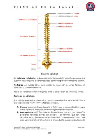 C I E N C I A S D E L A S A L U D I
Ciencias de la Salud I 5to Semestre Bachillerato MACR-CASC
Material exclusivo del Colegio Americano de San Carlos, S.C.
127
Columna vertebral
La columna vertebral es la base de sustentación de la estructura esquelética
superior y su conducto o canal raquídeo permite el paso de la médula espinal.
Vértebras son huesos cortos que, unidos los unos con los otros, forman en
conjunto la columna vertebral.
Todas las vértebras tienen semejanza entre sí, pero varían de tamaño y forma.
Partes de las vértebras.
Las vértebras presentan diferencias, pero constan de estructuras semejantes, a
excepción de la 1ra, 2da y 7ma vértebras cervicales.
1. Cuerpo, se encuentra en la parte anterior, más o menos cilíndrico cuyas
caras superior e inferior se presentan ligeramente cóncavas.
2. Arco vertebral, está formado por los pedículos que son dos pequeñas
porciones laterales detrás del cuerpo, las láminas que son unas
plaquitas, el agujero vertebral resultado de la unión entre el cuerpo y el
arco vertebral, el canal vertebral o el conducto raquídeo resultado de
 
