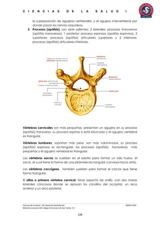 C I E N C I A S D E L A S A L U D I
Ciencias de la Salud I 5to Semestre Bachillerato MACR-CASC
Material exclusivo del Colegio Americano de San Carlos, S.C.
128
la superposición de agujeros vertebrales, y el agujero intervertebral por
donde pasan los nervios raquídeos.
3. Procesos (apófisis), son siete salientes: 2 laterales: procesos transversos
(apófisis transversas), 1 posterior: proceso espinoso (apófisis espinosa), 2
superiores: procesos (apófisis) articulares superiores y 2 inferiores:
procesos (apófisis) articulares inferiores.
Vértebras cervicales son más pequeñas, presentan un agujero en su proceso
(apófisis) transverso, su proceso espinos o está bifurcado y el agujero vertebral
es triangular.
Vértebras lumbares, soportan más peso, son más voluminosas, su proceso
(apófisis) espinoso es rectangular, los procesos (apófisis) transversos más
pequeños y el agujero vertebral es triangular.
Las vértebras sacras se sueldan en el adulto para formar un solo hueso, el
sacro, el cual tiene la forma de una pirámide rectangular convexa hacia atrás.
Las vértebras coccígeas, también sueldan para formar el cóccix que tiene
forma triangular.
El atlas o primera vértebra cervical, tiene aspecto de anillo, con dos masas
laterales cóncavas donde se apoyan los cóndilos del occipital, un arco
anterior y un arco posterior.
 