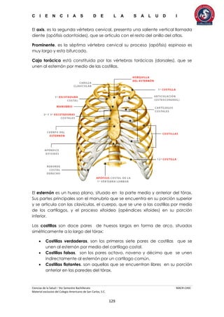 C I E N C I A S D E L A S A L U D I
Ciencias de la Salud I 5to Semestre Bachillerato MACR-CASC
Material exclusivo del Colegio Americano de San Carlos, S.C.
129
El axis, es la segunda vértebra cervical, presenta una saliente vertical llamada
diente (apófisis odontoides), que se articula con el resto del anillo del atlas.
Prominente, es la séptima vértebra cervical su proceso (apófisis) espinoso es
muy largo y esta bifurcado.
Caja torácica está constituida por las vértebras torácicas (dorsales), que se
unen al esternón por medio de las costillas.
El esternón es un hueso plano, situado en la parte media y anterior del tórax.
Sus partes principales son el manubrio que se encuentra en su porción superior
y se articula con las clavículas, el cuerpo, que se une a las costillas por medio
de los cartílagos, y el proceso xifoideo (apéndices xifoides) en su porción
inferior.
Las costillas son doce pares de huesos largos en forma de arco, situados
simétricamente a lo largo del tórax:
 Costillas verdaderas, son los primeros siete pares de costillas que se
unen al esternón por medio del cartílago costal.
 Costillas falsas, son los pares octavo, noveno y décimo que se unen
indirectamente al esternón por un cartílago común.
 Costillas flotantes, son aquellas que se encuentran libres en su porción
anterior en las paredes del tórax.
 