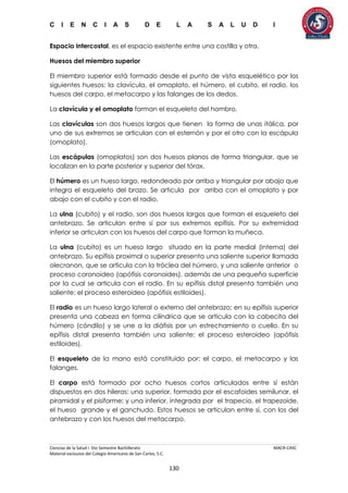 C I E N C I A S D E L A S A L U D I
Ciencias de la Salud I 5to Semestre Bachillerato MACR-CASC
Material exclusivo del Colegio Americano de San Carlos, S.C.
130
Espacio intercostal, es el espacio existente entre una costilla y otra.
Huesos del miembro superior
El miembro superior está formado desde el punto de vista esquelético por los
siguientes huesos: la clavícula, el omoplato, el húmero, el cubito, el radio, los
huesos del carpo, el metacarpo y las falanges de los dedos.
La clavícula y el omoplato forman el esqueleto del hombro.
Las clavículas son dos huesos largos que tienen la forma de unas itálica, por
uno de sus extremos se articulan con el esternón y por el otro con la escápula
(omoplato).
Las escápulas (omoplatos) son dos huesos planos de forma triangular, que se
localizan en la parte posterior y superior del tórax.
El húmero es un hueso largo, redondeado por arriba y triangular por abajo que
integra el esqueleto del brazo. Se articula por arriba con el omoplato y por
abajo con el cubito y con el radio.
La ulna (cubito) y el radio, son dos huesos largos que forman el esqueleto del
antebrazo. Se articulan entre sí por sus extremos epífisis. Por su extremidad
inferior se articulan con los huesos del carpo que forman la muñeca.
La ulna (cubito) es un hueso largo situado en la parte medial (interna) del
antebrazo. Su epífisis proximal o superior presenta una saliente superior llamada
olecranon, que se articula con la tróclea del húmero, y una saliente anterior o
proceso coronoideo (apófisis coronoides), además de una pequeña superficie
por la cual se articula con el radio. En su epífisis distal presenta también una
saliente: el proceso esteroideo (apófisis estiloides).
El radio es un hueso largo lateral o externo del antebrazo; en su epífisis superior
presenta una cabeza en forma cilíndrica que se articula con la cabecita del
húmero (cóndilo) y se une a la diáfisis por un estrechamiento o cuello. En su
epífisis distal presenta también una saliente: el proceso esteroideo (apófisis
estiloides).
El esqueleto de la mano está constituido por: el carpo, el metacarpo y las
falanges.
El carpo está formado por ocho huesos cortos articulados entre sí están
dispuestos en dos hileras: una superior, formada por el escafoides semilunar, el
piramidal y el pisiforme; y una inferior, integrada por el trapecio, el trapezoide,
el hueso grande y el ganchudo. Estos huesos se articulan entre sí, con los del
antebrazo y con los huesos del metacarpo.
 