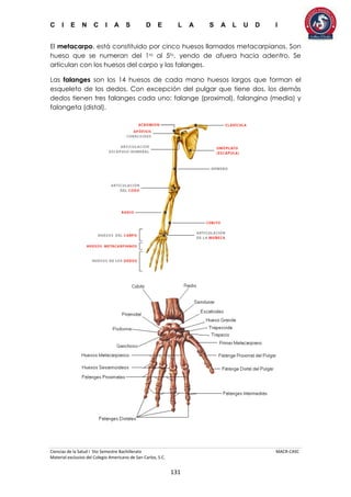 C I E N C I A S D E L A S A L U D I
Ciencias de la Salud I 5to Semestre Bachillerato MACR-CASC
Material exclusivo del Colegio Americano de San Carlos, S.C.
131
El metacarpo, está constituido por cinco huesos llamados metacarpianos. Son
hueso que se numeran del 1ro al 5to, yendo de afuera hacia adentro. Se
articulan con los huesos del carpo y las falanges.
Las falanges son los 14 huesos de cada mano huesos largos que forman el
esqueleto de los dedos. Con excepción del pulgar que tiene dos, los demás
dedos tienen tres falanges cada uno: falange (proximal), falangina (media) y
falangeta (distal).
 