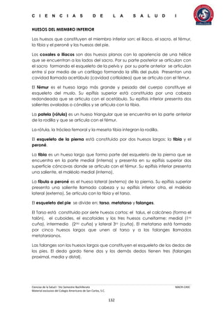 C I E N C I A S D E L A S A L U D I
Ciencias de la Salud I 5to Semestre Bachillerato MACR-CASC
Material exclusivo del Colegio Americano de San Carlos, S.C.
132
HUESOS DEL MIEMBRO INFERIOR
Los huesos que constituyen el miembro inferior son: el iliaco, el sacro, el fémur,
la tibia y el peroné y los huesos del pie.
Los coxales o iliacos son dos huesos planos con la apariencia de una hélice
que se encuentran a los lados del sacro. Por su parte posterior se articulan con
el sacro formando el esqueleto de la pelvis y por su parte anterior se articulan
entre sí por medio de un cartílago formando la sífilis del pubis Presentan una
cavidad llamada acetábulo (cavidad cotiloidea) que se articula con el fémur.
El fémur es el hueso largo más grande y pesado del cuerpo constituye el
esqueleto del muslo. Su epífisis superior está constituida por una cabeza
redondeada que se articula con el acetábulo. Su epífisis inferior presenta dos
salientes ovaladas o cóndilos y se articula con la tibia.
La patela (rótula) es un hueso triangular que se encuentra en la parte anterior
de la rodilla y que se articula con el fémur.
La rótula, la tróclea femoral y la meseta tibia integran la rodilla.
El esqueleto de la pierna está constituido por dos huesos largos: la tibia y el
peroné.
La tibia es un hueso largo que forma parte del esqueleto de la pierna que se
encuentra en la parte medial (interna) y presenta en su epífisis superior dos
superficie cóncavas donde se articula con el fémur. Su epífisis inferior presenta
una saliente, el maléolo medial (interno).
La fíbula o peroné es el hueso lateral (externo) de la pierna. Su epífisis superior
presenta una saliente llamada cabeza y su epífisis inferior otra, el maléolo
lateral (externo). Se articula con la tibia y el tarso.
El esqueleto del pie se divide en: tarso, metatarso y falanges.
El Tarso está constituido por siete huesos cortos: el talus, el calcáneo (forma el
talón), el cuboides, el escafoides y los tres huesos cuneiforme: medial (1ra
cuña), intermedio (2da cuña) y lateral 3ra (cuña). El metatarso está formado
por cinco huesos largos que unen al tarso y a las falanges llamados
metatarsianos.
Las falanges son los huesos largos que constituyen el esqueleto de los dedos de
los pies. El dedo gordo tiene dos y los demás dedos tienen tres (falanges
proximal, media y distal).
 