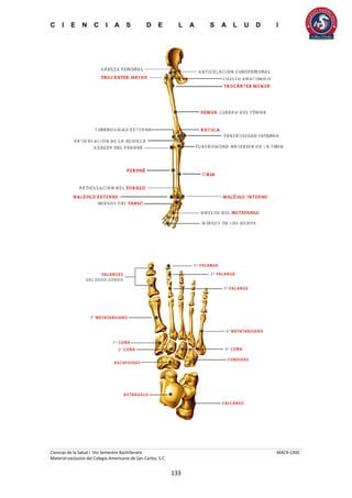 C I E N C I A S D E L A S A L U D I
Ciencias de la Salud I 5to Semestre Bachillerato MACR-CASC
Material exclusivo del Colegio Americano de San Carlos, S.C.
133
 