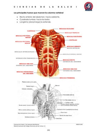 C I E N C I A S D E L A S A L U D I
Ciencias de la Salud I 5to Semestre Bachillerato MACR-CASC
Material exclusivo del Colegio Americano de San Carlos, S.C.
141
Los principales huesos que mueven la columna vertebral
 Recto anterior del abdomen, hacia adelante.
 Cuadrado lumbar, hacia los lados.
 Longísimo (dorsal largo) la extiende.
 
