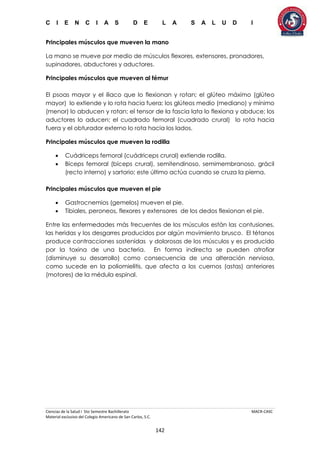 C I E N C I A S D E L A S A L U D I
Ciencias de la Salud I 5to Semestre Bachillerato MACR-CASC
Material exclusivo del Colegio Americano de San Carlos, S.C.
142
Principales músculos que mueven la mano
La mano se mueve por medio de músculos flexores, extensores, pronadores,
supinadores, abductores y aductores.
Principales músculos que mueven al fémur
El psoas mayor y el iliaco que lo flexionan y rotan; el glúteo máximo (glúteo
mayor) lo extiende y lo rota hacia fuera; los glúteos medio (mediano) y mínimo
(menor) lo abducen y rotan; el tensor de la fascia lata lo flexiona y abduce; los
aductores lo aducen; el cuadrado femoral (cuadrado crural) lo rota hacia
fuera y el obturador externo lo rota hacia los lados.
Principales músculos que mueven la rodilla
 Cuádriceps femoral (cuádriceps crural) extiende rodilla.
 Bíceps femoral (bíceps crural), semitendinoso, semimembranoso, grácil
(recto interno) y sartorio; este último actúa cuando se cruza la pierna.
Principales músculos que mueven el pie
 Gastrocnemios (gemelos) mueven el pie.
 Tibiales, peroneos, flexores y extensores de los dedos flexionan el pie.
Entre las enfermedades más frecuentes de los músculos están las contusiones,
las heridas y los desgarres producidos por algún movimiento brusco. El tétanos
produce contracciones sostenidas y dolorosas de los músculos y es producido
por la toxina de una bacteria. En forma indirecta se pueden atrofiar
(disminuye su desarrollo) como consecuencia de una alteración nerviosa,
como sucede en la poliomielitis, que afecta a los cuernos (astas) anteriores
(motores) de la médula espinal.
 