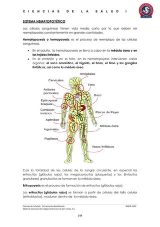 C I E N C I A S D E L A S A L U D I
Ciencias de la Salud I 5to Semestre Bachillerato MACR-CASC
Material exclusivo del Colegio Americano de San Carlos, S.C.
144
SISTEMA HEMATOPOYÉTICO
Las células sanguíneas tienen vida media corta por lo que deben ser
reemplazadas constantemente en grandes cantidades.
Hematopoyesis o hemopoyesis es el proceso de reemplazo de las células
sanguíneas.
 En el adulto, la hematopoyesis se lleva a cabo en la médula ósea y en
los tejidos linfoides.
 En el embrión y en el feto, en la hematopoyesis intervienen varios
órganos: el saco amniótico, el hígado, el bazo, el timo y los ganglios
linfáticos; así como la médula ósea.
Casi la totalidad de las células de la sangre circulante, en especial los
eritrocitos (glóbulos rojos), los megacariocitos (plaquetas) y los (linfocitos
granulares) granulocitos se forman en la médula ósea.
Eritropoyesis es el proceso de formación de eritrocitos (glóbulos rojos).
Los eritrocitos (glóbulos rojos) se forman a partir de células del tallo celular
(eritroblastos), maduran dentro de la médula ósea.
 