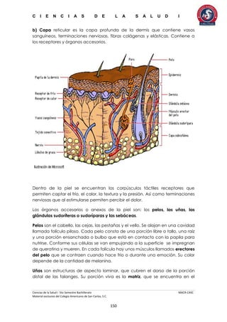 C I E N C I A S D E L A S A L U D I
Ciencias de la Salud I 5to Semestre Bachillerato MACR-CASC
Material exclusivo del Colegio Americano de San Carlos, S.C.
150
b) Capa reticular es la capa profunda de la dermis que contiene vasos
sanguíneos, terminaciones nerviosas, fibras colágenas y elásticas. Contiene a
los receptores y órganos accesorios.
Dentro de la piel se encuentran los corpúsculos táctiles receptores que
permiten captar el frío, el calor, la textura y la presión. Así como terminaciones
nerviosas que al estimularse permiten percibir el dolor.
Los órganos accesorios o anexos de la piel son: los pelos, las uñas, las
glándulas sudoríferas o sudoríparas y las sebáceas.
Pelos son el cabello, las cejas, las pestañas y el vello. Se alojan en una cavidad
llamada folículo piloso. Cada pelo consta de una porción libre o tallo, una raíz
y una porción ensanchada o bulbo que está en contacto con la papila para
nutrirse. Conforme sus células se van empujando a la superficie se impregnan
de queratina y mueren. En cada folículo hay unos músculos llamados erectores
del pelo que se contraen cuando hace frío o durante una emoción. Su color
depende de la cantidad de melanina.
Uñas son estructuras de aspecto laminar, que cubren el dorso de la porción
distal de las falanges. Su porción viva es la matriz, que se encuentra en el
 