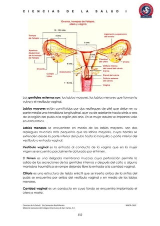 C I E N C I A S D E L A S A L U D I
Ciencias de la Salud I 5to Semestre Bachillerato MACR-CASC
Material exclusivo del Colegio Americano de San Carlos, S.C.
152
Los genitales externos son: los labios mayores, los labios menores que forman la
vulva y el vestíbulo vaginal.
Labios mayores están constituidos por dos repliegues de piel que dejan en su
parte media una hendidura longitudinal, que va de adelante hacia atrás o sea
de la región del pubis a la región del ano. En la mujer adulta se implanta vello
en estos labios.
Labios menores se encuentran en medio de los labios mayores, son dos
repliegues mucosos más pequeños que los labios mayores, cuyos bordes se
extienden desde la parte inferior del pubis hasta la horquilla o parte inferior del
vestíbulo o entrada vaginal.
Vestíbulo vaginal es la entrada al conducto de la vagina que en la mujer
virgen se encuentra parcialmente obturada por el himen.
El himen es una delgada membrana mucosa cuya perforación permite la
salida de las secreciones de los genitales internos y después del coito o alguna
maniobra traumática se rompe dejando libre la entrada a la cavidad vaginal.
Clítoris es una estructura de tejido eréctil que se inserta arriba de la sinfisis del
pubis se encuentra por arriba del vestíbulo vaginal y en medio de los labios
menores.
Cavidad vaginal es un conducto en cuyo fondo se encuentra implantado el
útero o matriz.
 