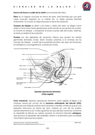 C I E N C I A S D E L A S A L U D I
Ciencias de la Salud I 5to Semestre Bachillerato MACR-CASC
Material exclusivo del Colegio Americano de San Carlos, S.C.
153
Hocico de tenca o cuello de la matriz es la entrada del útero.
Útero es un órgano muscular en forma de pera, está formado por una gran
capa muscular tapizada en su interior por un tejido secretor llamado
endometrio. Su función es alojar el producto de la fecundación.
Trompas de Falopio se abren a los lados y arriba del útero, se dirigen hacia
arriba y hacia fuera hasta aproximarse al sitio donde se encuentran los ovarios.
Su función es atrapar y transportar al óvulo cuando sale del ovario. Además,
en éstas se realiza la fecundación.
Ovarios son dos glándulas de secreción interna que poseen las células
germinales llamadas óvulos. Están situados próximos a la entrada de las
trompas de Falopio, a partir de la pubertad secretan dos tipos de hormonas:
los estrógenos y la progesterona, y producen óvulos.
Aparato reproductor femenino
(Vista sagital)
Ciclo menstrual. Aparato reproductor femenino (vista sagital) Al llegar a la
madurez sexual por acción de la hormona estimulante del folículo (FSH),
producida por el lóbulo anterior de la pituitaria o hipófisis, el folículo que es una
pequeña estructura en forma de saco madura en uno de los ovarios,
aproximadamente a los 10 días siguientes al cese del flujo menstrual. Conforme
se desarrolla el folículo sus células secretan la hormona llamada estrógeno,
que provoca el desarrollo del endotelio uterino o endometrio para el posible
crecimiento del óvulo fecundado.
 