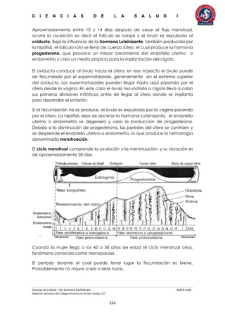 C I E N C I A S D E L A S A L U D I
Ciencias de la Salud I 5to Semestre Bachillerato MACR-CASC
Material exclusivo del Colegio Americano de San Carlos, S.C.
154
Aproximadamente entre 10 y 14 días después de cesar el flujo menstrual,
ocurre la ovulación es decir el folículo se rompe y el óvulo es expulsado al
oviducto. Bajo la influencia de la hormona Luteinizante, también producida por
la hipófisis, el folículo roto se llena de cuerpo lúteo, el cual produce la hormona
progesterona, que provoca un mayor crecimiento del endotelio uterino o
endometrio y crea un medio propicio para la implantación del cigoto.
El oviducto conduce al óvulo hacia el útero; en ese trayecto el óvulo puede
ser fecundado por el espermatozoide, generalmente en el extremo superior
del oviducto. Los espermatozoides pueden llegar hasta aquí pasando por el
útero desde la vagina. En este caso el óvulo fecundado o cigoto lleva a cabo
sus primeras divisiones mitóticas antes de llegar al útero donde se implanta
para desarrollar el embrión.
Si la fecundación no se produce, el óvulo es expulsado por la vagina pasando
por el útero. La hipófisis deja de secretar la hormona Luteinizante, el endotelio
uterino o endometrio se degenera y cesa la producción de progesterona.
Debido a la disminución de progesterona, las paredes del útero se contraen y
se desprende el endotelio uterino o endometrio, lo que produce la hemorragia
denominada menstruación.
El ciclo menstrual comprende la ovulación y la menstruación, y su duración es
de aproximadamente 28 días.
Cuando la mujer llega a los 45 o 50 años de edad el ciclo menstrual cesa,
fenómeno conocido como menopausia.
El período durante el cual puede tener lugar la fecundación es breve.
Probablemente no mayor a seis o siete horas.
 