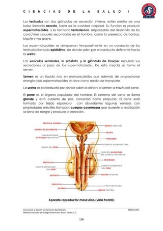 C I E N C I A S D E L A S A L U D I
Ciencias de la Salud I 5to Semestre Bachillerato MACR-CASC
Material exclusivo del Colegio Americano de San Carlos, S.C.
156
Los testículos son dos glándulas de secreción interna, están dentro de una
bolsa llamada escroto, fuera de la cavidad corporal. Su función es producir
espermatozoides y la hormona testosterona, responsable del desarrollo de los
caracteres sexuales secundarios en el hombre, como la presencia de barbas,
bigote y voz grave.
Los espermatozoides se almacenan temporalmente en un conducto de los
testículos llamado epidídimo, de donde salen por el conducto deferente hacia
la uretra.
Las vesículas seminales, la próstata, y la glándula de Cowper expulsan sus
secreciones al paso de los espermatozoides. De esta mezcla se forma el
semen.
Semen es un líquido rico en monosacáridos que además de proporcionar
energía a los espermatozoides les sirve como medio de transporte.
La uretra es el conducto por donde salen la orina y el semen a través del pene.
El pene es el órgano copulador del hombre. El extremo del pene se llama
glande y está cubierto de piel, conocida como prepucio. El pene está
formado por tejido esponjoso con abundantes lagunas venosas con
propiedades eréctiles llamadas cuerpos cavernosos que durante la excitación
se llena de sangre y produce la erección.
Aparato reproductor masculino (vista frontal)
 