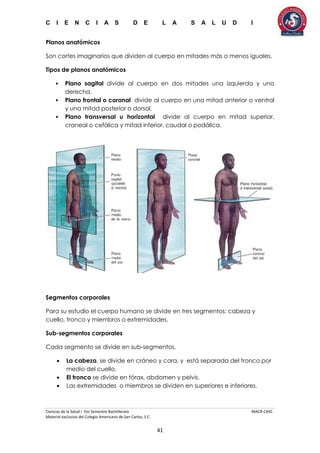 C I E N C I A S D E L A S A L U D I
Ciencias de la Salud I 5to Semestre Bachillerato MACR-CASC
Material exclusivo del Colegio Americano de San Carlos, S.C.
41
Planos anatómicos
Son cortes imaginarios que dividen al cuerpo en mitades más o menos iguales.
Tipos de planos anatómicos
• Plano sagital divide al cuerpo en dos mitades una izquierda y una
derecha.
• Plano frontal o coronal divide al cuerpo en una mitad anterior o ventral
y una mitad posterior o dorsal.
• Plano transversal u horizontal divide al cuerpo en mitad superior,
craneal o cefálica y mitad inferior, caudal o podálica.
Segmentos corporales
Para su estudio el cuerpo humano se divide en tres segmentos: cabeza y
cuello, tronco y miembros o extremidades.
Sub-segmentos corporales
Cada segmento se divide en sub-segmentos.
 La cabeza, se divide en cráneo y cara, y está separada del tronco por
medio del cuello.
 El tronco se divide en tórax, abdomen y pelvis.
 Las extremidades o miembros se dividen en superiores e inferiores.
 