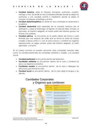 C I E N C I A S D E L A S A L U D I
Ciencias de la Salud I 5to Semestre Bachillerato MACR-CASC
Material exclusivo del Colegio Americano de San Carlos, S.C.
43
 Cavidad torácica, aloja la tráquea, bronquios, pulmones, corazón,
esófago y timo. Se divide en dos cavidades laterales donde se alojan los
pulmones y una cavidad central o mediastino donde se alojan el
corazón, la tráquea, el esófago y el timo.
 Cavidad abdominopélvica se divide en dos cavidades la abdominal y
la pélvica.
 Cavidad abdominal está separada de la cavidad torácica por el
diafragma, y aloja el estómago, el hígado, la vesícula biliar, el bazo, el
páncreas, el intestino delgado, la mayor parte del intestino grueso, los
riñones y los uréteres.
 Cavidad pélvica se encuentra en la parte inferior del tronco y está
limitada por una especie de anillo que se forma al unirse los huesos
coxales o iliacos entre sí y con el sacro-cóccix y contiene los órganos
reproductores, la vejiga urinaria, parte del intestino delgado, el colón
sigmoideo y el recto.
En el cuerpo humano se pueden encontrar otras cavidades menores tales
como, la cavidad peritoneal, las cavidades orbitarias y nasales, y la cavidad
bucal.
 Cavidad peritoneal se encuentra dentro del abdomen.
 Cavidades orbitarias se encuentran dentro de la cara y contiene los
ojos y sus órganos accesorios.
 Cavidades nasales se encuentran dentro de la cara y albergan las
estructuras que forman la nariz.
 Cavidad bucal se encuentra dentro de la cara aloja la lengua y los
dientes.
 