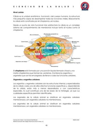 C I E N C I A S D E L A S A L U D I
Ciencias de la Salud I 5to Semestre Bachillerato MACR-CASC
Material exclusivo del Colegio Americano de San Carlos, S.C.
45
Nivel celular
Célula es la unidad anatómica, funcional y del cuerpo humano, la estructura
más pequeña capaz de desempeñar todas las funciones vitales. Básicamente
la célula está constituida por el citoplasma y el núcleo.
Desde un punto de vista funcional más satisfactorio la célula es un complejo
sistema de compartimientos de membranas incluye tanto al núcleo como al
citoplasma.
El citoplasma está formado por una porción líquida llamada citosol y una
matriz citoplásmica que forman las proteínas. Contiene los organitos u
organelos que son los encargados de llevar a cabo las funciones celulares.
Organelos u organitos celulares
Los organitos u organelos celulares son las estructuras internas y especializadas
de la célula; cada uno de ellos efectúa funciones específicas y, dependiendo
de la célula, están más o menos desarrollados o con características
especiales, lo cual constituye una de las bases de la histología, ya que sus
cualidades específicas permiten identificarlas.
Los organelos de la célula animal se clasifican en organelos celulares
membranosos y en organelos celulares no membranosos.
Los organelos de la célula animal se clasifican en organelos celulares
membranosos y en organelos celulares no membranosos.
 