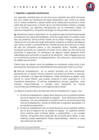 C I E N C I A S D E L A S A L U D I
Ciencias de la Salud I 5to Semestre Bachillerato MACR-CASC
Material exclusivo del Colegio Americano de San Carlos, S.C.
46
1. Organitos u organelos membranosos
Los organelos membranosos son las estructuras celulares que están formadas
por una unidad de membrana de origen lipoproteico que limita a la célula
con su medio ambiente y separa partes de la célula para favorecer o evitar
cierto tipo de reacciones, a través de la cual intercambian materia y energía
con el entorno. Los organitos membranosos son la membrana celular, el
retículo endoplásmico, el aparato de Golgi, las mitocondrias y los lisosomas.
a) Membrana celular o plasmática. Es una película selectivamente permeable
formada por dos capas de fosfolípidos, entre las cuales están incrustados varios
tipos de proteínas, forma el límite exterior de la célula. Protege y separa una
célula de otra y la aísla del medio extracelular, presenta un sistema de pliegues
que forma canales y compartimientos. Permite el paso de sustancias a través
de ella por transporte pasivo o por transporte activo. También puede
incorporar partículas en suspensión al interior de la célula de otra forma por
pinocitosis o fagocitosis. La membrana de algunas células presenta micro
vellosidades que aumentan su superficie de absorción, cilios y flagelos que son
sus movimientos producen el desplazamiento de sustancias o estructuras de
las células que los tienen.
Ciertos tipos de células como las epiteliales se mantienen unidas entre sí por
desmosomas, formados por material filamentoso (parecido a hilos muy finos).
b) Retículo endoplásmico es un sistema formado por dos membranas,
separadas por un líquido viscoso, presenta una estructura laminar o vesicular,
que se extiende a lo largo del citoplasma. Cada membrana se pliega para
formar un canal interno, que puede conectar a otros organelos o a la
membrana plasmática. El retículo endoplásmico provee superficies para
sintetizar macromoléculas y canales para transportar las nuevas
macromoléculas sintetizadas a otras regiones de la célula.
La célula eucariótica tiene dos tipos de retículo endoplásmico: rugoso y liso.
 El retículo endoplásmico rugoso tiene ribosomas en la superficie exterior
por lo el aspecto de sus bordes es irregular. Estos ribosomas sintetizan
proteínas. Una vez sintetizada, la proteína entra en el canal interno del
retículo endoplásmico donde es distribuida al organelo apropiado o a
la membrana plasmática.
 El retículo endoplásmico liso no tiene ribosomas en la superficie exterior
por lo que el aspecto de sus bordes es regular. Su superficie exterior
tiene enzimas para sintetizar lípidos y polisacáridos, y sus canales
internos transportan estas moléculas de una parte de la célula a otra.
Además puede desempeñar tareas especializadas relativas a cada
tipo particular de célula.
 