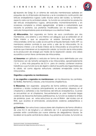 C I E N C I A S D E L A S A L U D I
Ciencias de la Salud I 5to Semestre Bachillerato MACR-CASC
Material exclusivo del Colegio Americano de San Carlos, S.C.
47
c) Aparato de Golgi. Es un sistema de vesículas membranosas apiladas en
paquetes de 4 a 8 llamados dictiosomas y se le considera la continuación del
retículo endoplásmico rugoso; suele situarse cerca del núcleo, su tamaño y
aspecto varía con la actividad celular. Su función es concentrar los productos
del retículo endoplásmico rugoso, almacenarlos momentáneamente y en
ocasiones completar su síntesis agregándole el lípido o carbohidrato que
necesita la proteína. Las proteínas modificadas son re empacadas en
vesículas transportadoras para el embarque a sus destinos finales.
d) Mitocondrias. Son organelos en forma de saco constituidos por dos
membranas, una externa y una interna con pliegues que se extienden en el
fluido interior y que se proyectan al exterior formando las crestas
mitocondriales; entre las cuales se encuentra el líquido llamado matriz ATP. La
membrana exterior controla lo que entra y sale de la mitocondria. En la
membrana interior y en el fluido interior de la mitocondria se encuentran las
enzimas que intervienen en la respiración celular. La función de la mitocondria
es la producción de energía por medio de la respiración celular. Una célula
eucariótica común tiene centenares de mitocondrias.
e) Lisosomas son glóbulos o vesículas en forma de saco delimitadas por una
membrana; son de tamaño semejante a las mitocondrias, aproximadamente
1.5 m y otros más pequeños de 0.5 m pero sin crestas; contienen enzimas
hidrolíticas cuya función es la de digerir o destruir las partículas fagocitadas por
la célula, así como algunas estructuras celulares envejecidas como las
mitocondrias.
Organitos u organelos no membranosos
2. Los organitos u organelos no membranosos son los ribosomas, los centriolos,
las fibrillas, filamentos y túbulos, y las inclusiones citoplásmicas.
f) Ribosomas. Son organelos pequeños de forma esférica; constituidos por
proteínas y ácidos nucleicos principalmente; se encuentran dispersos en el
citoplasma o adheridos a las membranas del retículo endoplásmico. Cuando
se encuentran en el citoplasma, frecuentemente se unen formando largas
cadenas de ribosomas llamadas polirribosomas. Su función es realizar la síntesis
de proteínas, pues en estas estructuras se une el RNAm del núcleo con el
RNA, que acarrea el aminoácido, produciendo cadenas polipeptídicas o
proteínicas.
g) Centriolos. Son estructuras corpusculares del citoplasma de forma cilíndrica;
de unas 0.5 m de longitud y un diámetro de 1.5 A aproximadamente; sus
paredes están constituidas por nueve sistemas de delgadísimos túbulos. Se
localizan en la parte central de la célula, muy próximos al núcleo. Su función es
 