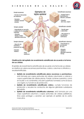 C I E N C I A S D E L A S A L U D I
Ciencias de la Salud I 5to Semestre Bachillerato MACR-CASC
Material exclusivo del Colegio Americano de San Carlos, S.C.
53
Clasificación del epitelio de revestimiento estratificado de acuerdo a la forma
de sus células.
El epitelio de revestimiento estratificado de acuerdo a la forma de sus células
se clasifica en: plano escamoso pavimentoso, cúbico, columnar o cilíndrico y
seudoestratificado.
 Epitelio de revestimiento estratificado plano escamoso o pavimentoso,
está formado por capas profundas de células columnares o cúbicas y
capas superficiales de células planas. Puede contener queratina, como
en la piel; o no contenerla y recubrir superficies húmedas como la boca
y la vagina. Su función es de protección.
 Epitelio de revestimiento estratificado cúbico, cumple funciones de
protección y recubre los conductos de algunas glándulas sudoríparas
del adulto.
 Epitelio de revestimiento estratificado columnar, está formado por una
capa superficial columnar y capas profundas de células poliédricas.
Sirve para proteger y secretar; por ejemplo el epitelio de la uretra
masculina.
 